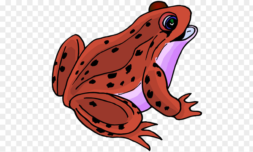 Frog True Clip Art Amphibians Image PNG