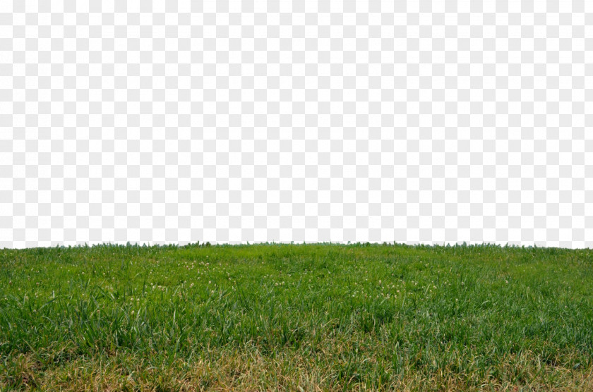 Grass Grassland Meadow Grasses Pasture Agriculture PNG