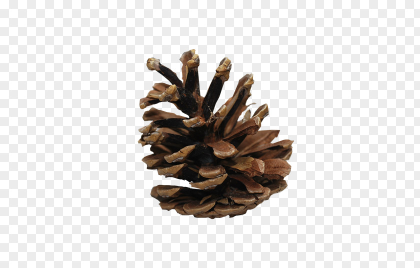 Conifers Conifer Cone Fir Clip Art PNG