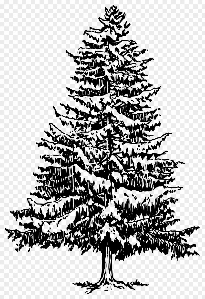 Fir-tree Pine Drawing Tree Evergreen Clip Art PNG