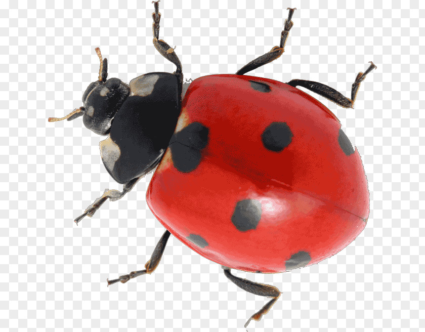 Insect Beetle Coccinella Septempunctata Aphid The Grouchy Ladybug Pupa PNG