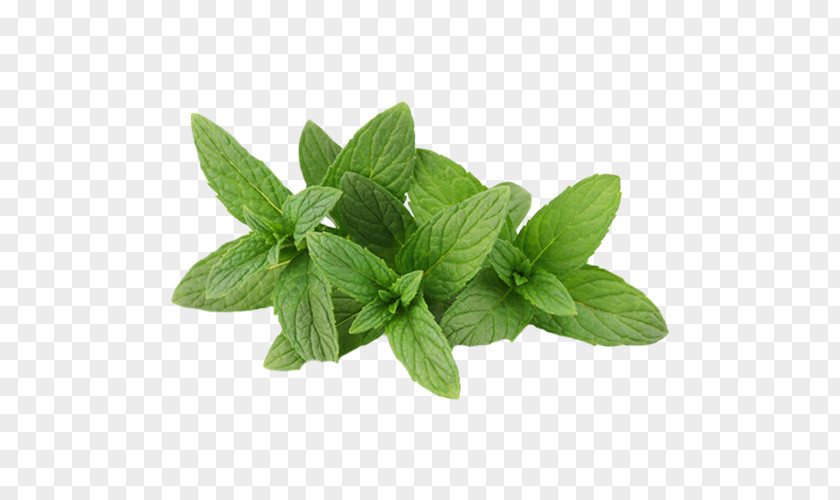 Mint Drawing Food Powder Mentha Spicata Spice Water PNG