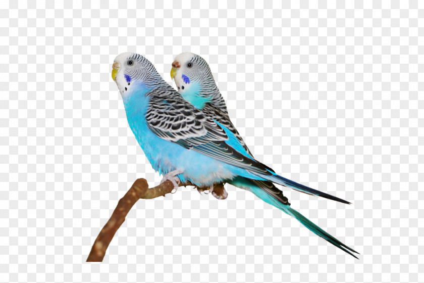 Parrot Budgerigar Bird Cockatiel Finch Cockatoo PNG