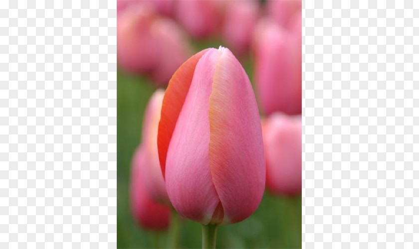 Peruvian Lily Tulip Flower Petal Bud Plant Stem PNG