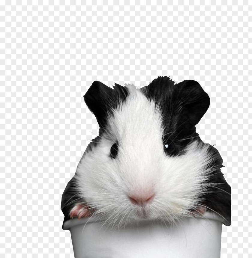 Pet Guinea Pigs PNG guinea pigs clipart PNG