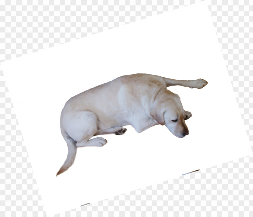 Yellow Puppy Marine Mammal Animal Carnivora Wildlife PNG