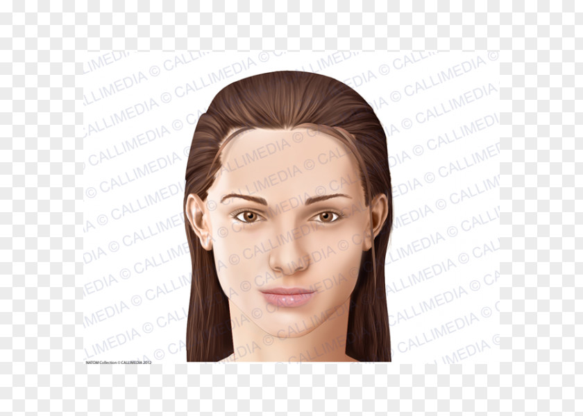 Face Anatomia Y Fisiologia Anatomy Physiology Cheek Head PNG