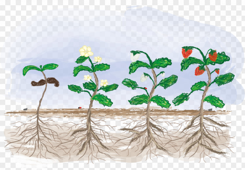 Plant Fragaria Biological Life Cycle Croissance Biologique Vegetable PNG