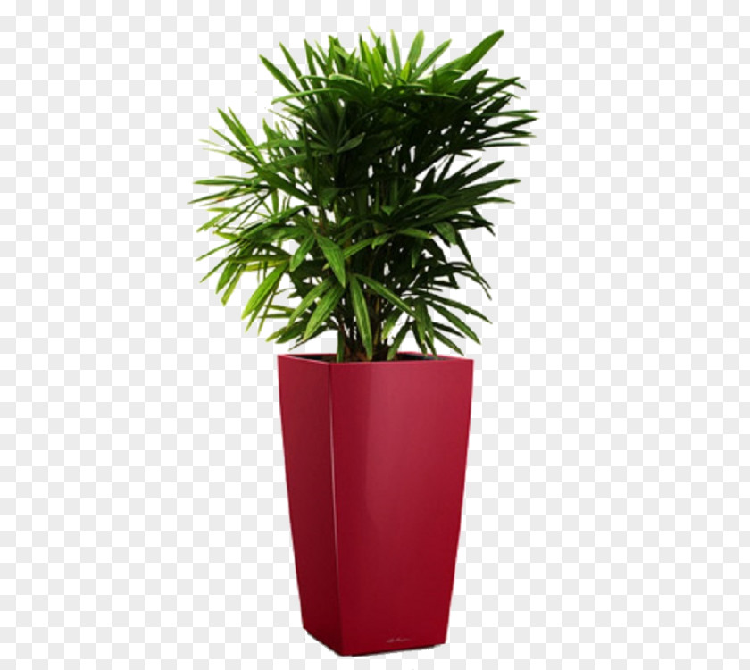 Plant Rhapis Excelsa Arecaceae Houseplant Wodyetia PNG