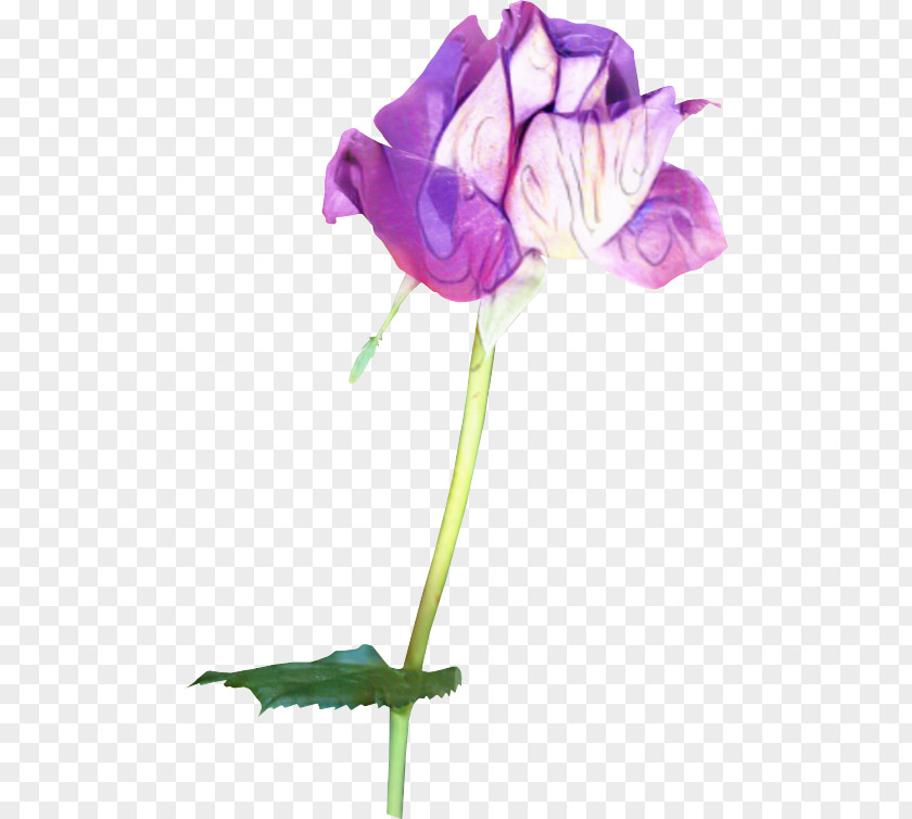 Anthurium Iris Sweet Pea Flower PNG