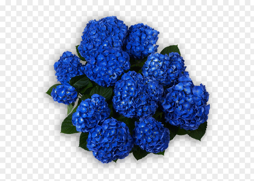 Hydrangea Blue Sorting Algorithm Cut Flowers PNG