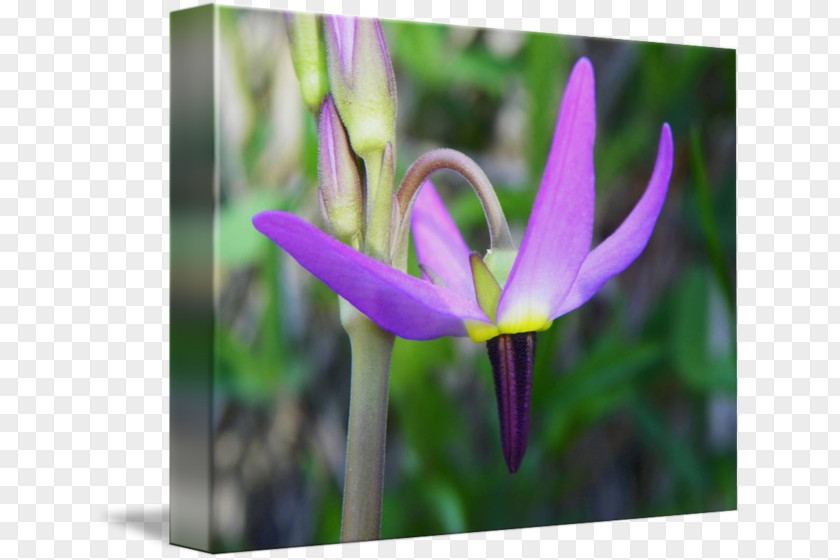 Kind Shooting Tulip Crocus Violet Petal Close-up PNG
