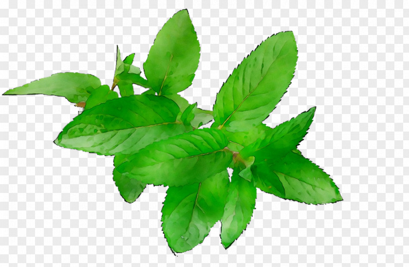 Basil Herbalism Leaf Plant Stem PNG