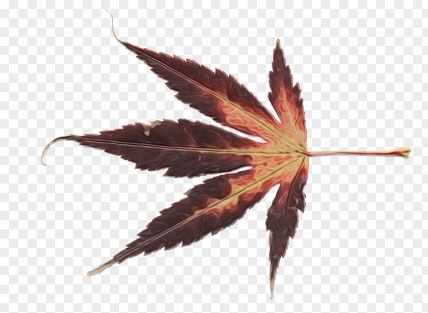 Hemp Family Maple Leaf PNG