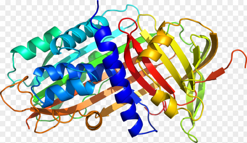 Shewanella Oneidensis Alpha-1-proteinase Inhibitor Alpha 1-antitrypsin Deficiency Protein Structure Neutrophil Elastase PNG
