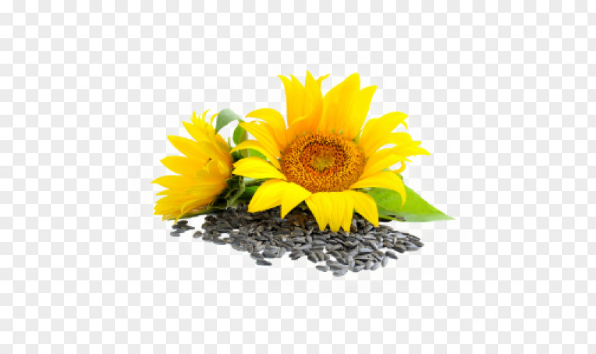 Sunflower Seed Common Lecithin Essential Fatty Acid PNG
