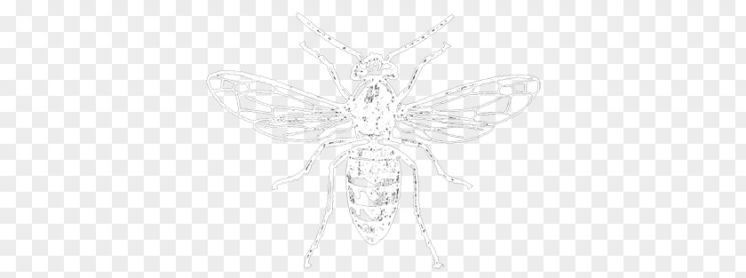 Butterfly Insect Wing Line Art Sketch PNG
