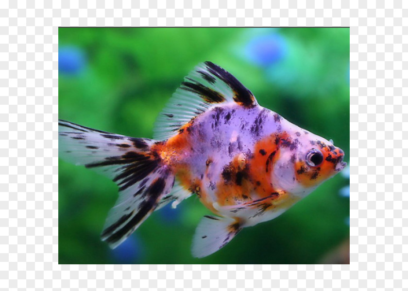 Fish Common Goldfish Veiltail Comet Ryukin Oranda PNG