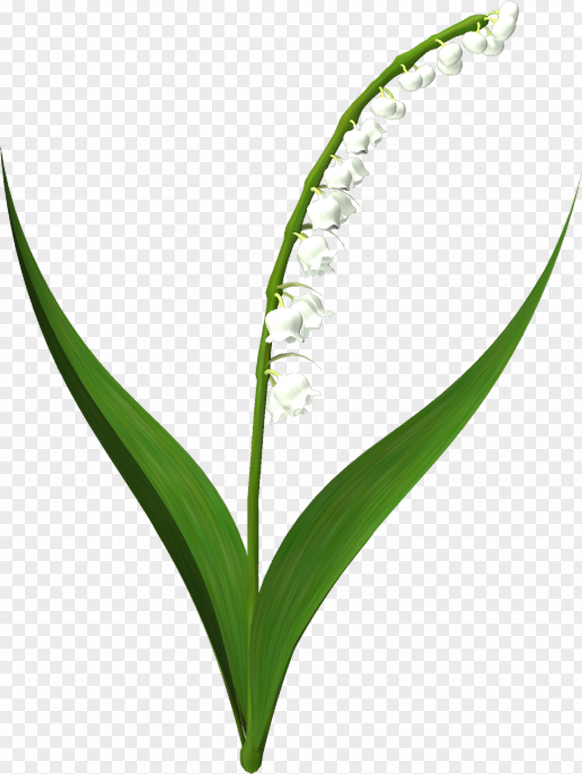 Flower Lily Of The Valley Borders And Frames Clip Art PNG