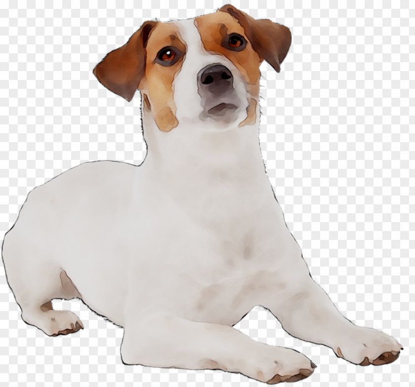 Jack Russell Terrier Miniature Fox Puppy Bulldog English Foxhound PNG