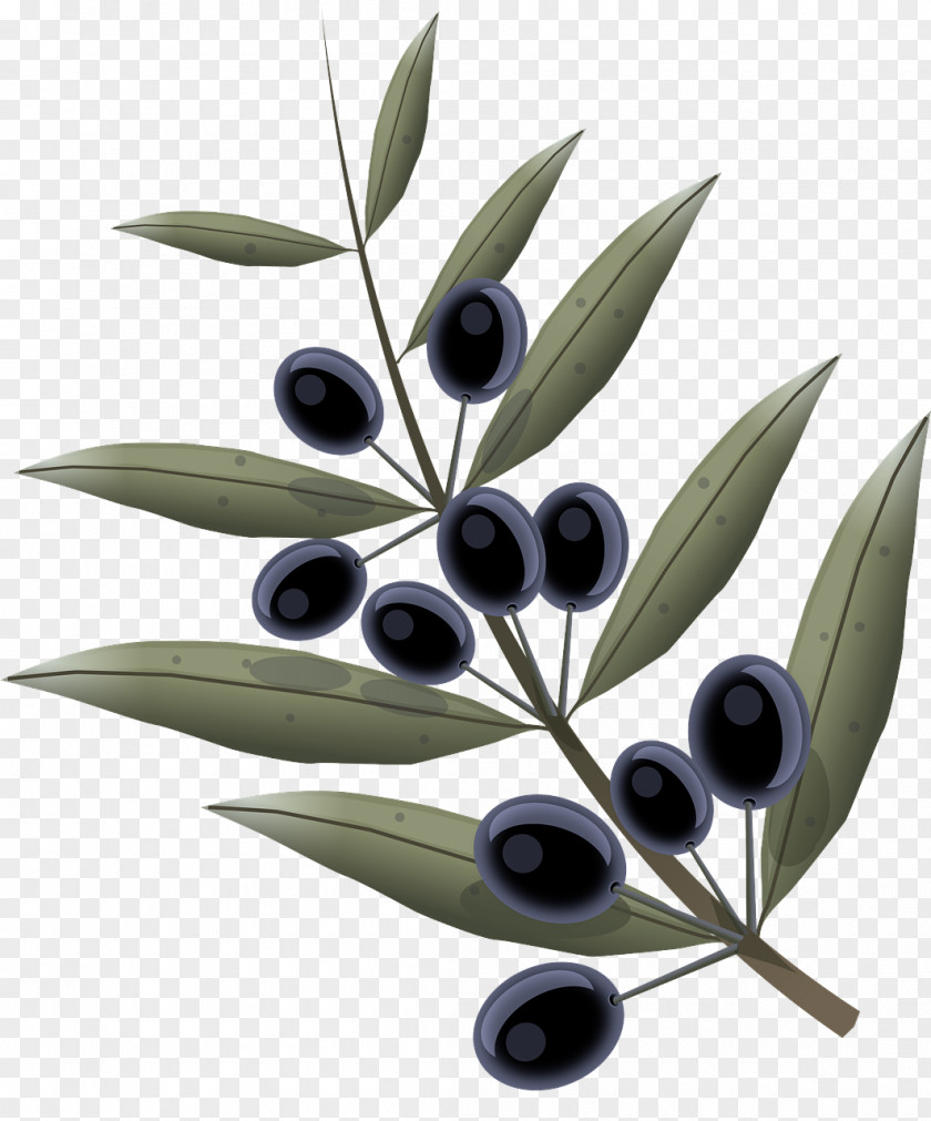 Olive Leaf Tree Plant Woody PNG