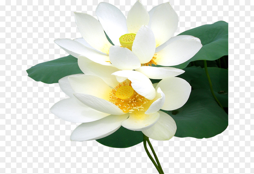 Beautiful Plants,Lotus Nelumbo Nucifera Download Computer Software PNG