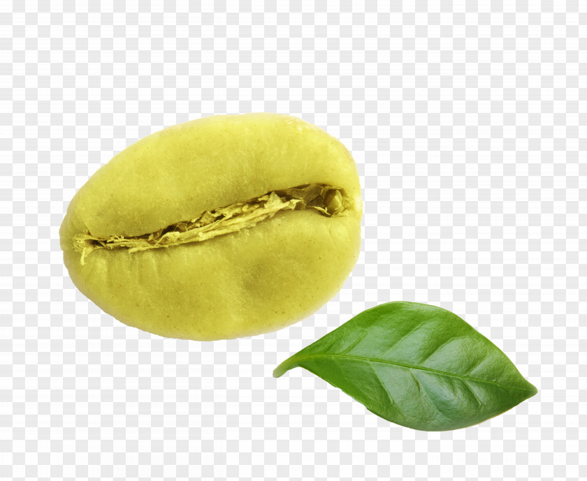 Coffee Beans Bean Leaf Green Extract PNG