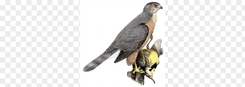Cooper Cliparts Coopers Hawk Sharp-shinned Northern Goshawk Bird PNG