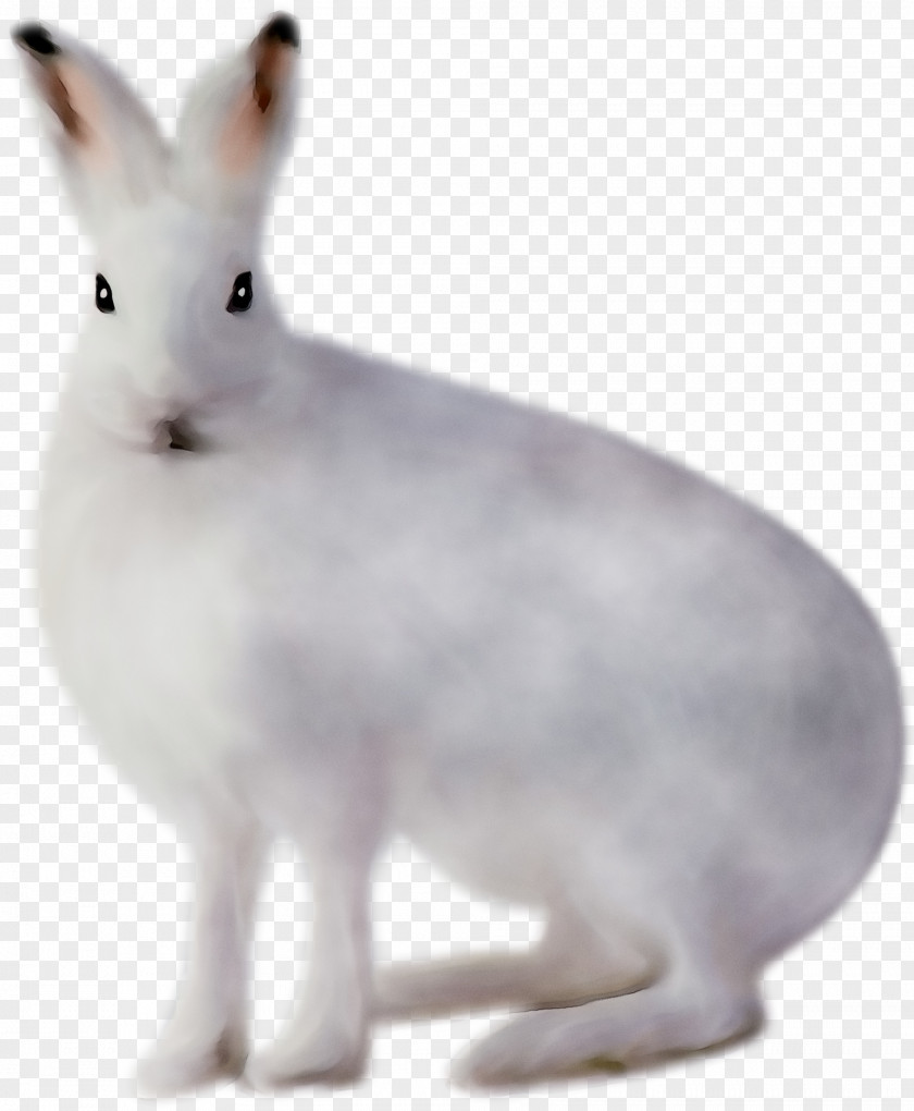 Domestic Rabbit Hare Whiskers Fauna Snout PNG