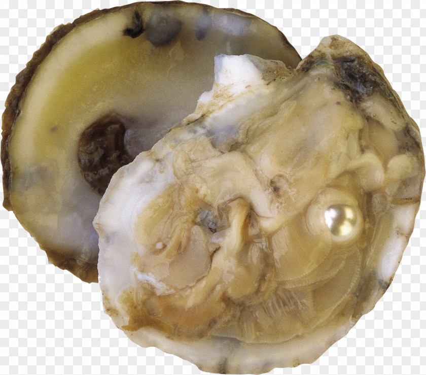 Fisch Oyster Clam Molluscs Pearl Seashell PNG