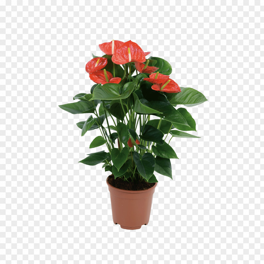 Garden Roses Houseplant Laceleaf Aldi Flowerpot PNG
