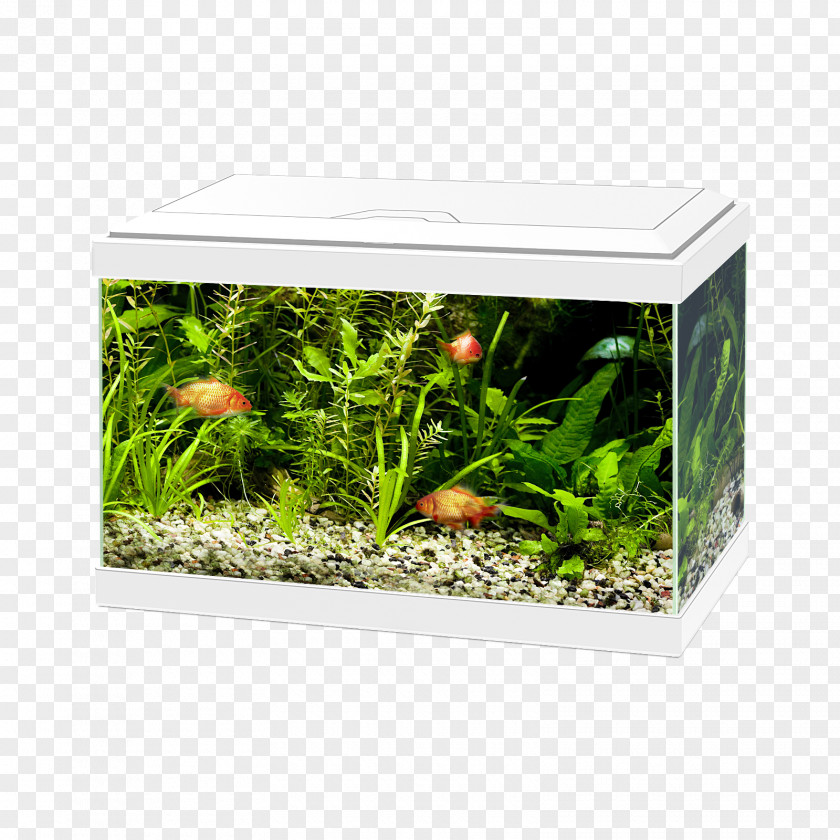 Light Lighting Aquarium Filters Light-emitting Diode PNG