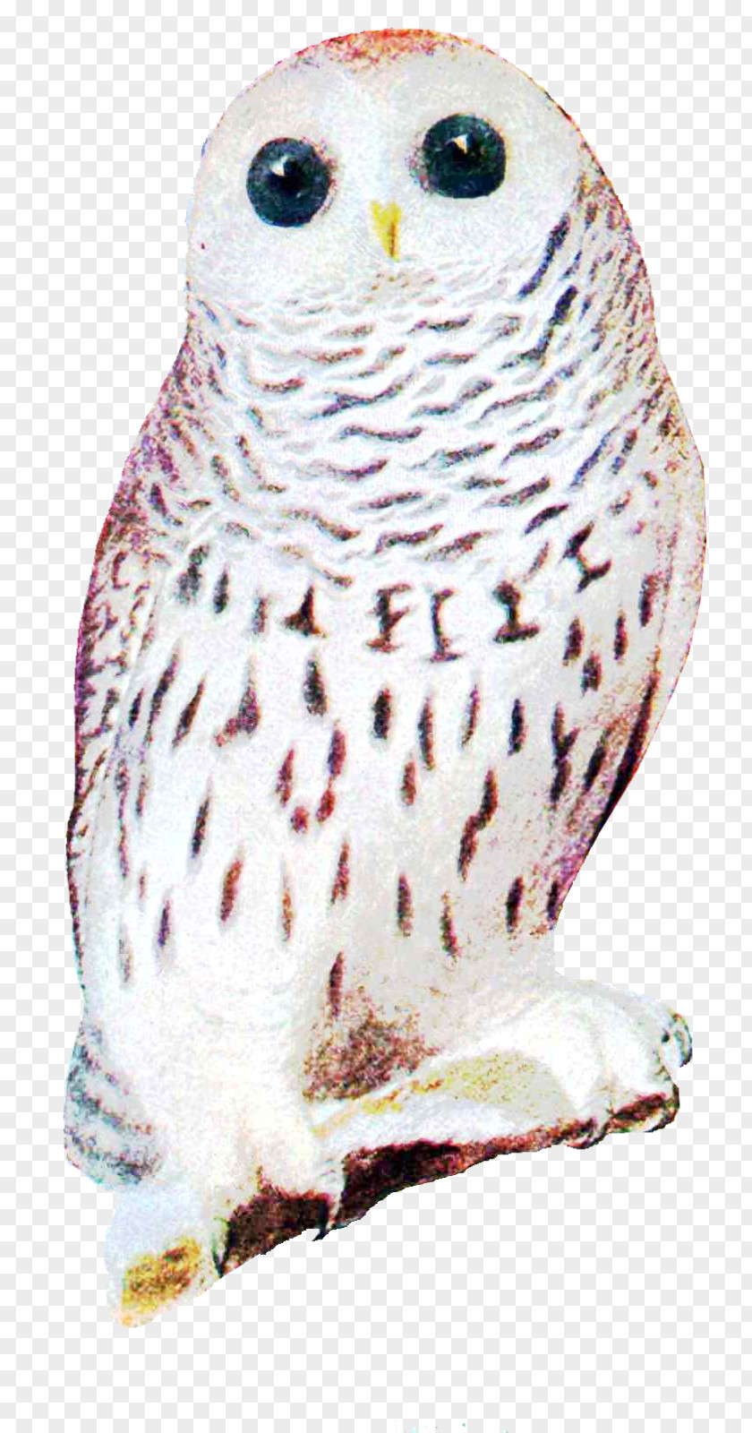 Owl Great Grey Snowy Beak Zazzle PNG