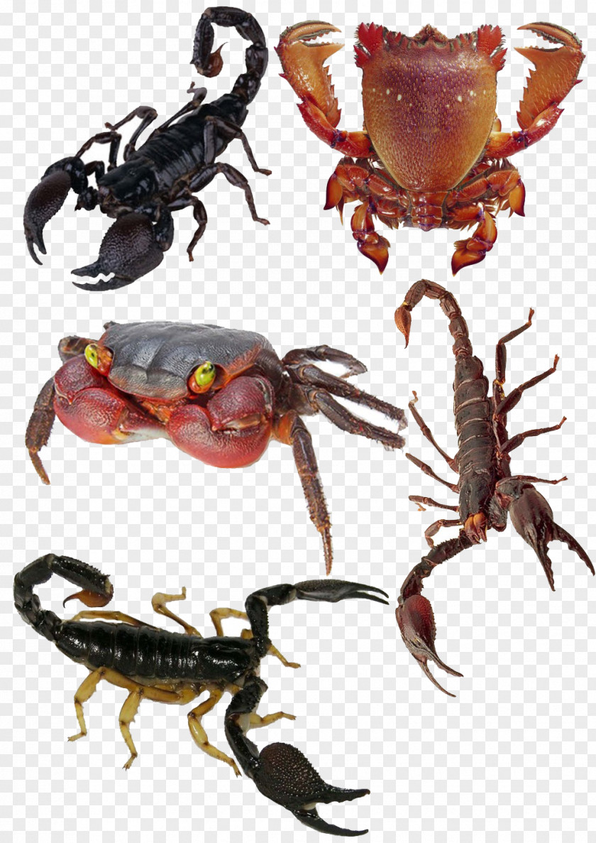 Scorpion Crab Deathstalker Poison U54c1u87f9 PNG u54c1u87f9, combination clipart PNG