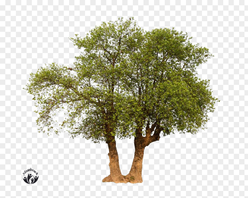 Tree Branch Oak Advertising PNG