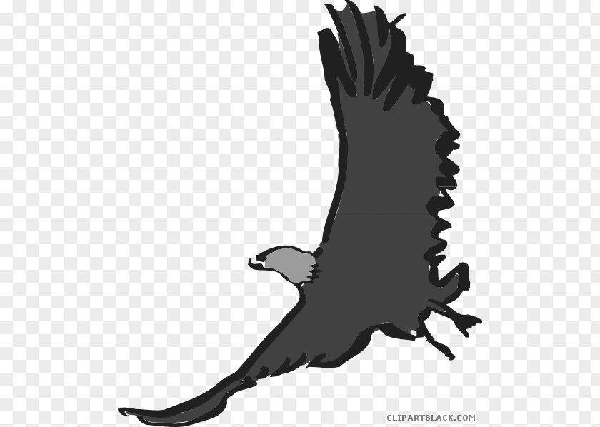 Bird Clip Art Bald Eagle Beak PNG