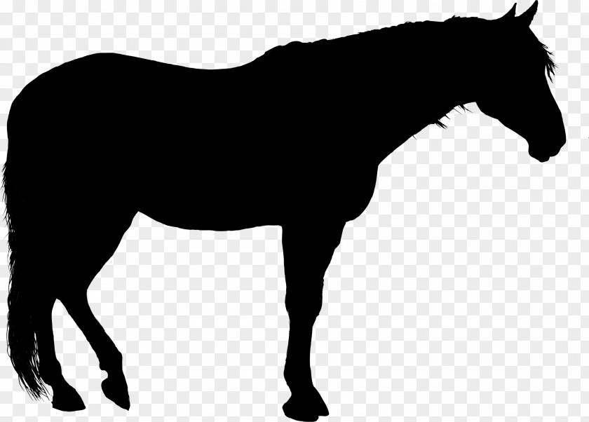 Horse Silhouette Clip Art PNG