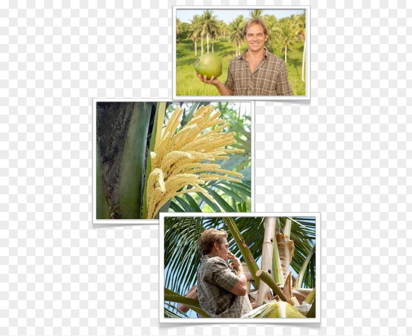 Luo Han Guo Tropical Fruit Coconut Banana Tropics PNG