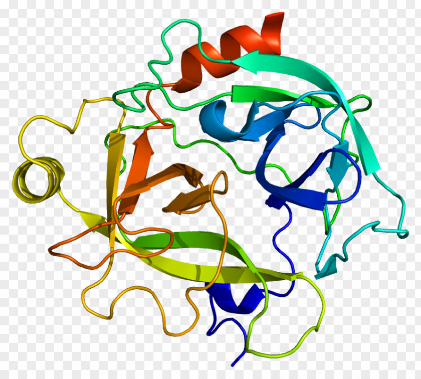 Secretory Region Neuron Cell KLK6 Kallikrein Protein Cancer Gene PNG