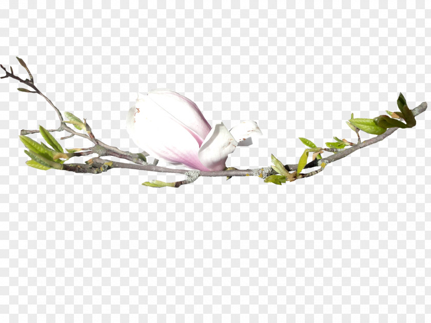 Spring Flower Floral Design Bud Tree PNG