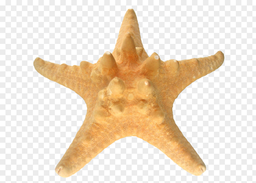 Starfish Echinoderm Sea Dimension PNG