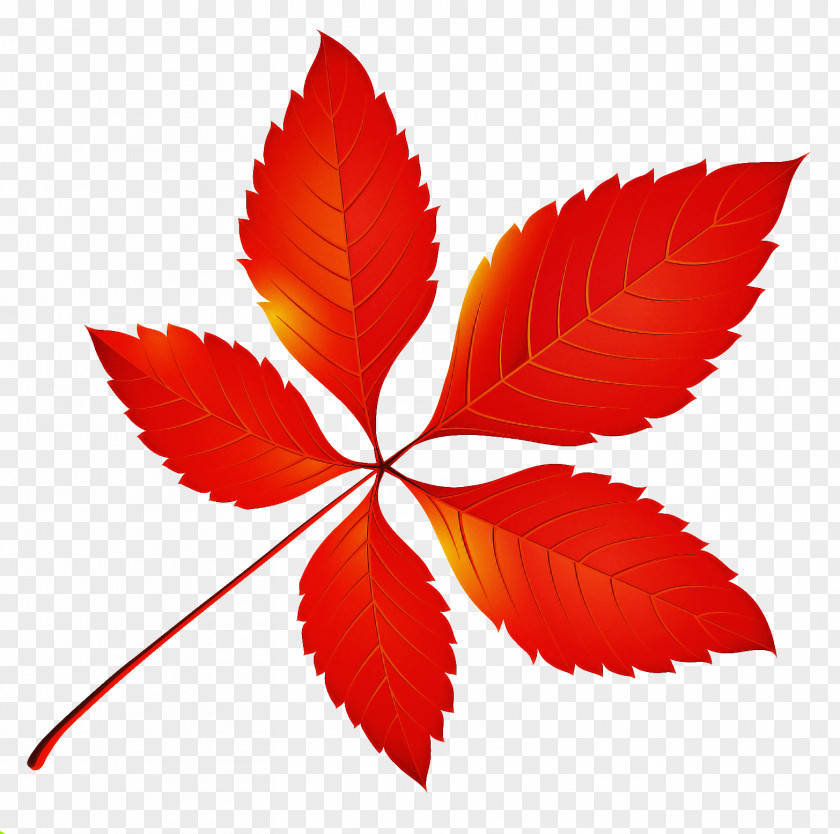 Symmetry Flowering Plant Leaf Red Flower Tree PNG