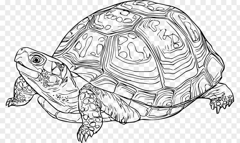 Tortoide Eastern Box Turtle Reptile Drawing PNG