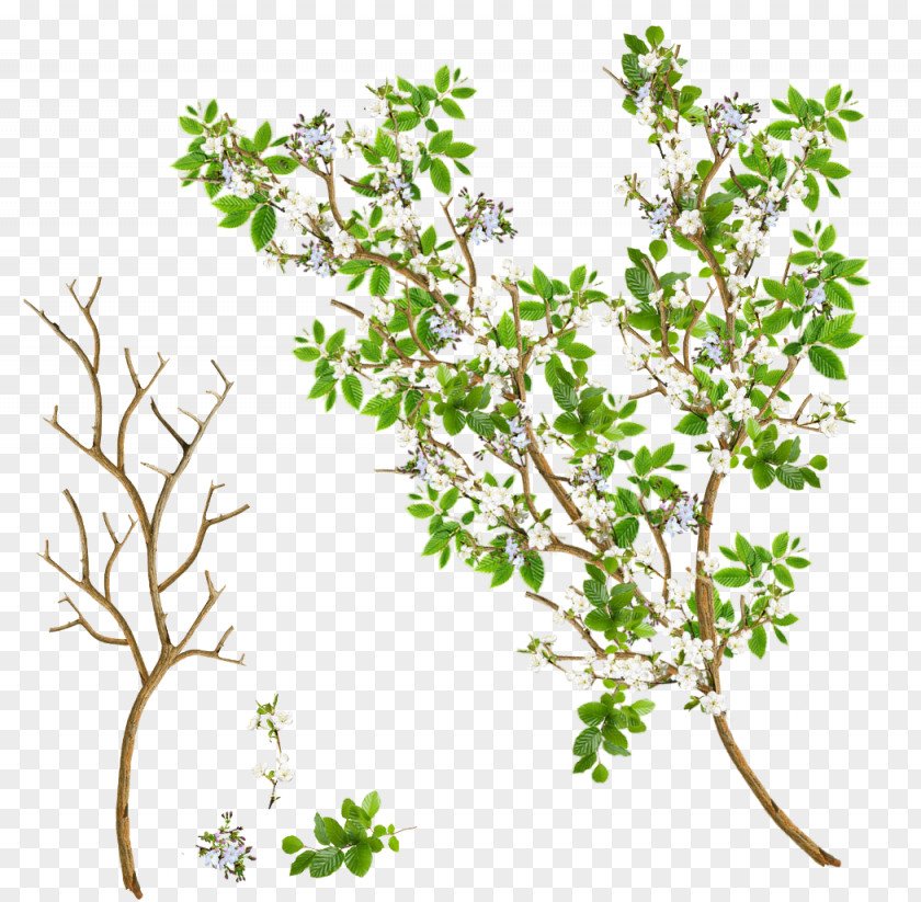 Tree Twig Branch Leaf Flower PNG