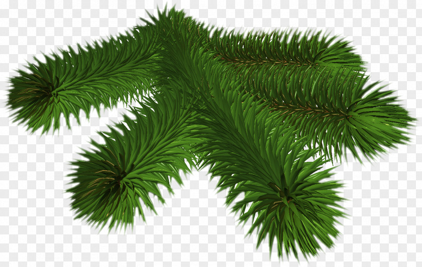 Winter Pine Spruce Conifers Fir Needle PNG