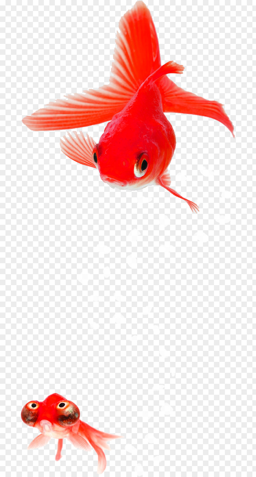Acronym Silhouette Fantail Auratus Fish Post Cards Crucian Carps PNG