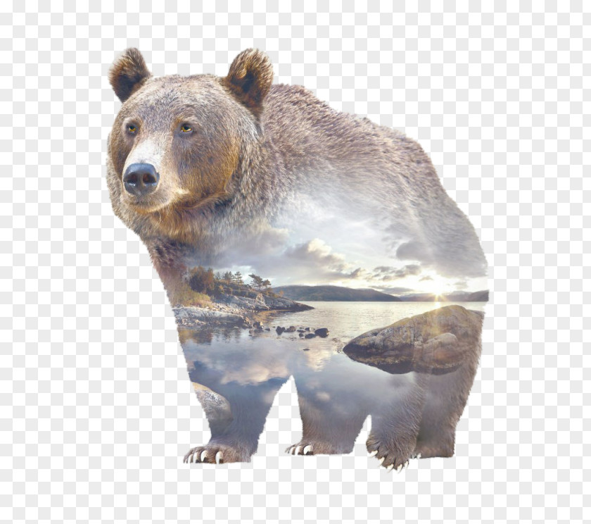Bear Grizzly Polar Gray Wolf PNG