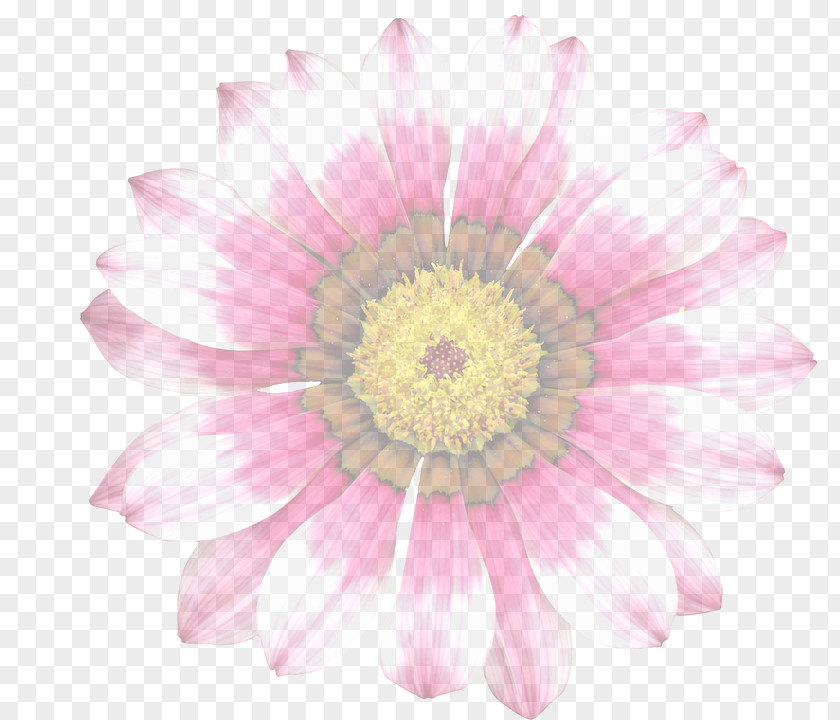 Flower Pink Flowers Stock.xchng Common Daisy Image PNG