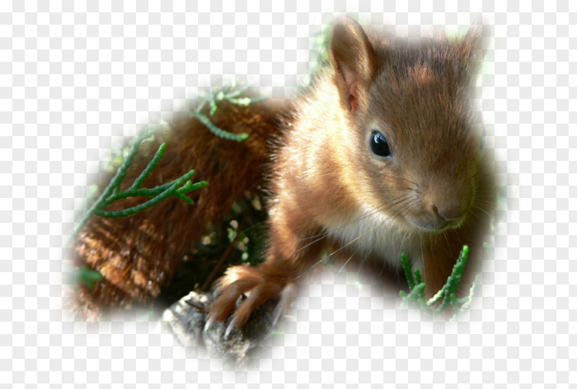 Gem 23 0 1 Chipmunk Fox Squirrel Whiskers Computer Mouse PNG