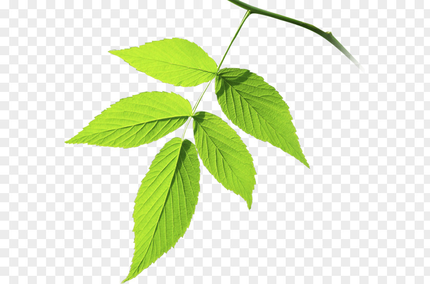Green Leaves Leaf Branch Plant Stem Tree Herb PNG